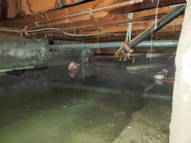 Best Water damage restoration mold remediation  in Rolling Meadows, IL